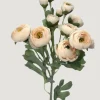 Blooming Ranunculus Flowers in Blush