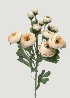 Blooming Ranunculus Flowers in Blush