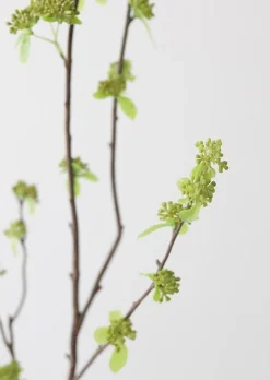 Branch with Green Buds