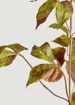 Grape Ivy Garland Stem in Green Eggplant