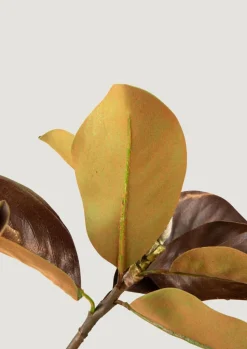 Magnolia Leaf Branch