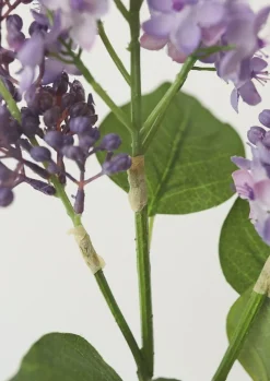Purple Lilac Flower Stem